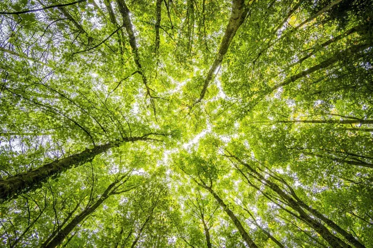 Mutirão de Limpeza Mobiliza São João Nepomuceno durante a Semana do Meio Ambiente