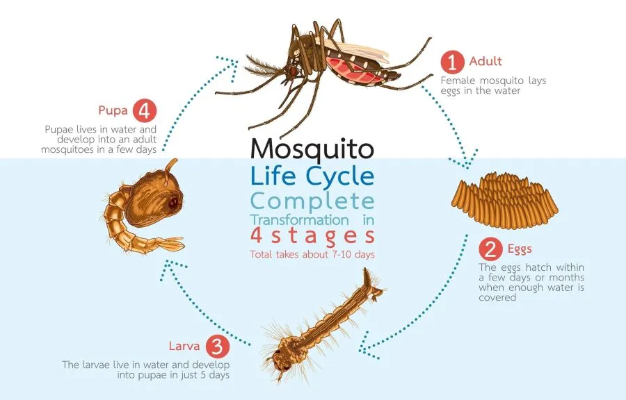 São João Nepomuceno entra em alerta: LIRAa 2026 revela focos do mosquito da dengue dentro das residências