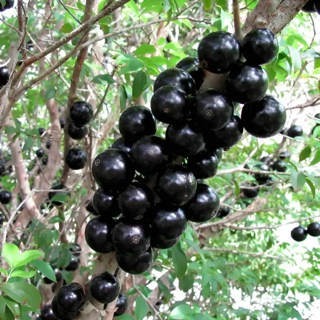 FRUTICULTURA GANHA FORÇA NA ZONA DA MATA E SURGE COMO ALTERNATIVA DE RENDA PARA AGRICULTORES